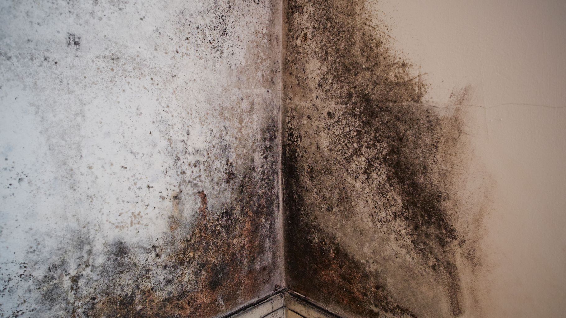 mould-how-can-it-affect-your-health